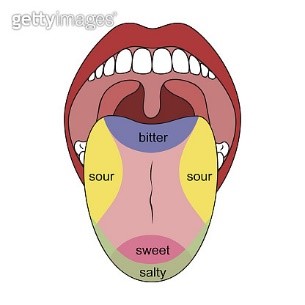 인간의 혀가 느끼는 5가지 맛이 아닌 것은?