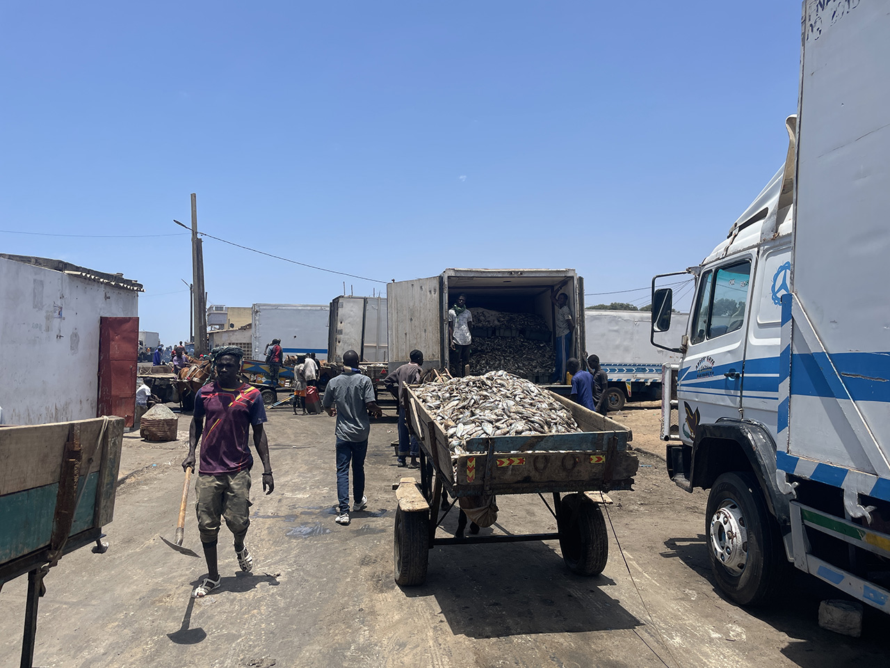 2023년 세네갈 카야르(Kayar)에서 갓 잡은 사르디넬라(sardinella)가 투바 프로테인 마린(Touba Protéine Marine) 어분 공장으로 운반되고 있다. 신선한 생선을 사용하는 것이 금지되어 있음에도 이루어진 일이다. 주식(主食) 어종인 이 물고기들이 어분 생산으로 전용되면서 가격이 상승했고, 식량 불안정이 심화됐다. 사진 제공: 잭 톰프슨(Jack Thompson)